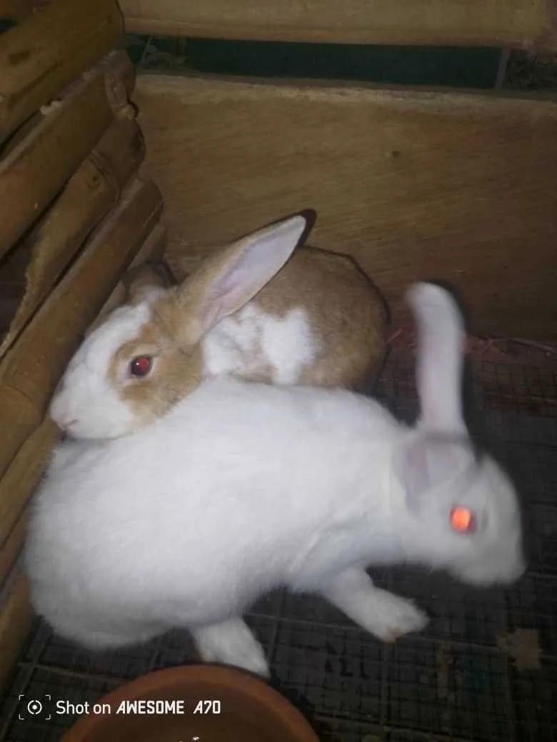 New Matured rabbits Animal for sale in Ashaley Botwe, Greater Accra, Ghana