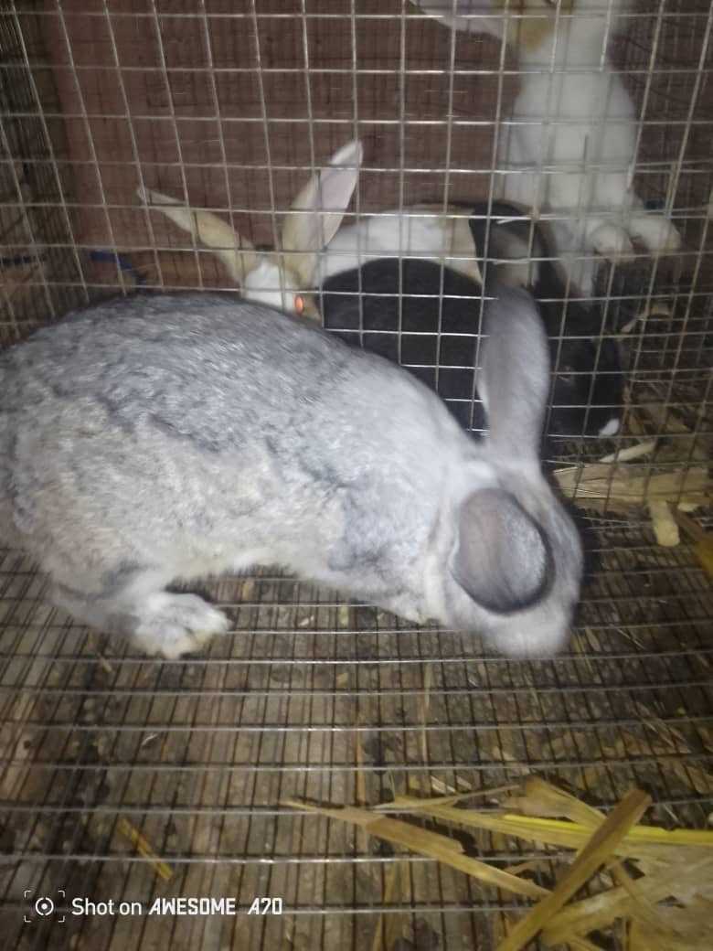 New Matured rabbits Animal for sale in Ashaley Botwe, Greater Accra, Ghana