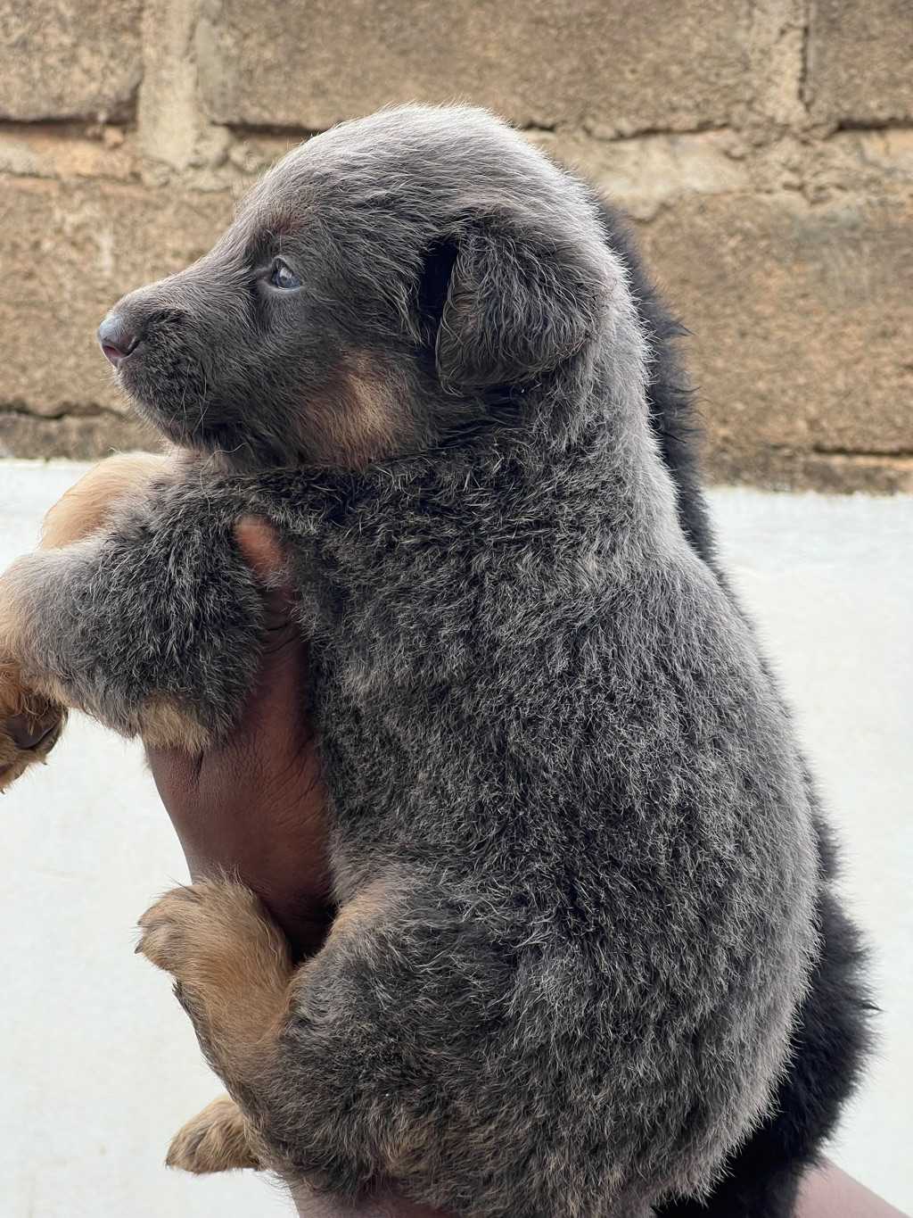 German Shepherd Puppy 3 Weeks Old for sale in Greater Accra, Ghana