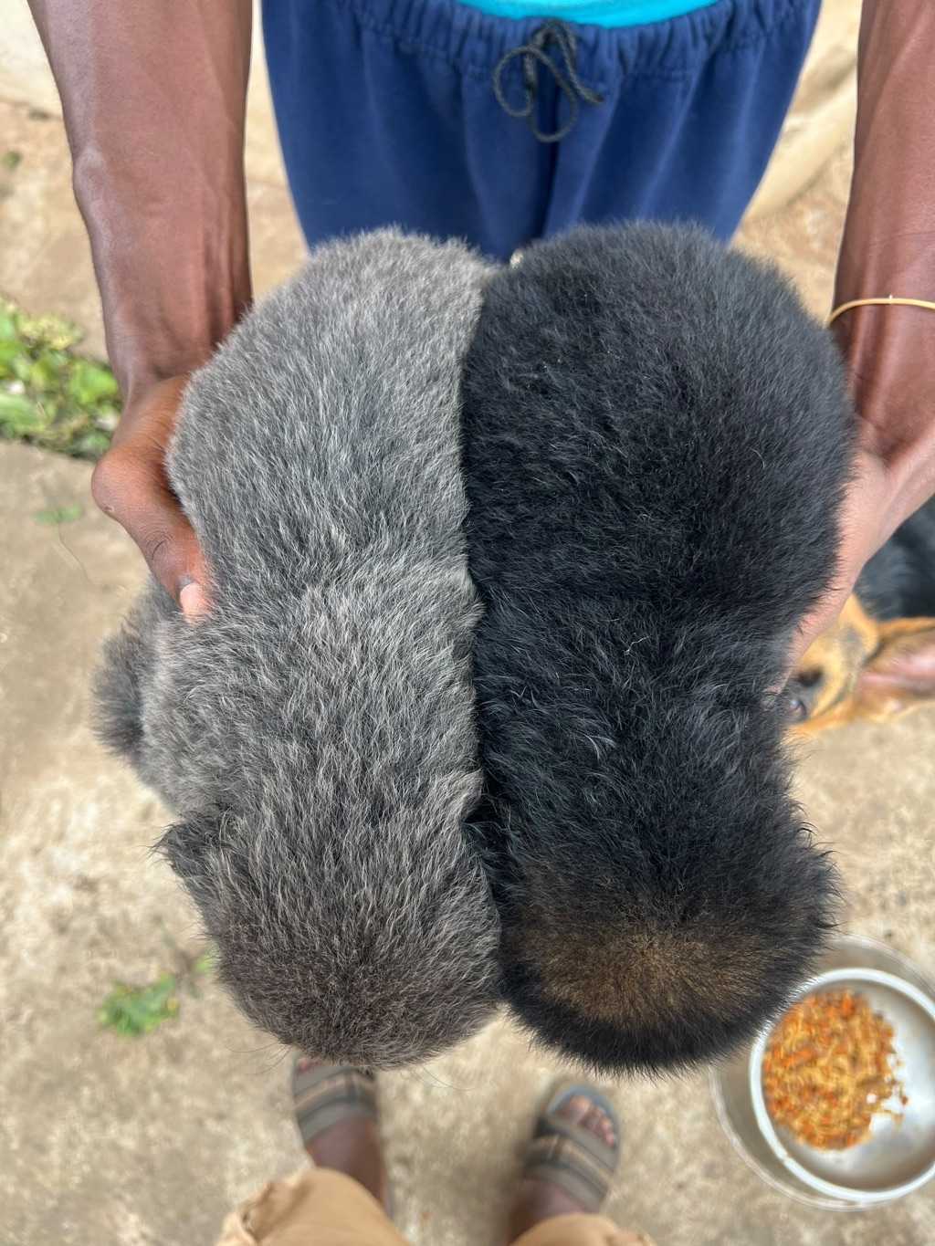 German Shepherd Puppy 3 Weeks Old for sale in Greater Accra, Ghana