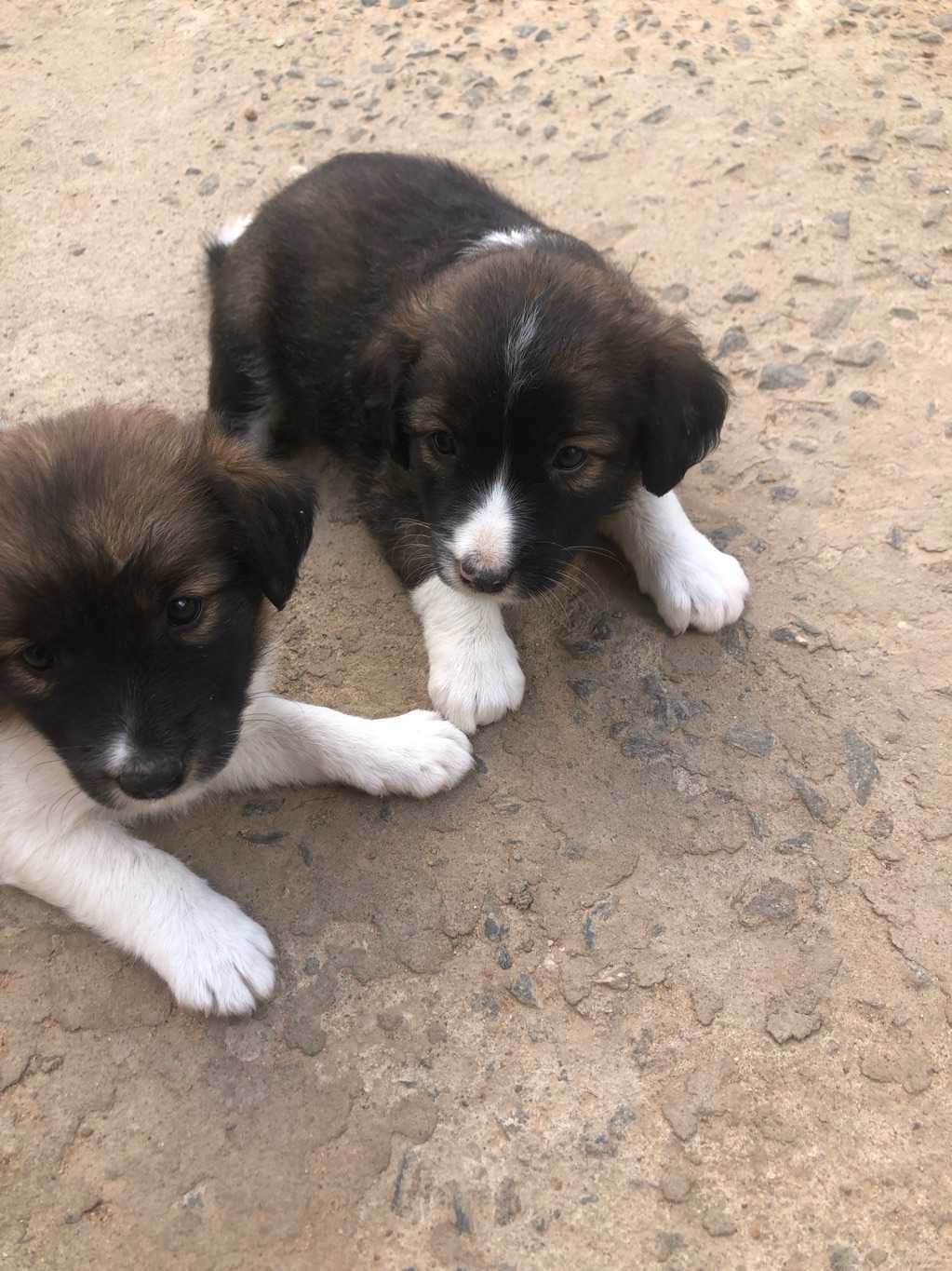 New 0-1 Month 3 Males and 1 Female mixed breed dog for sale in Spintex, Greater Accra, Ghana
