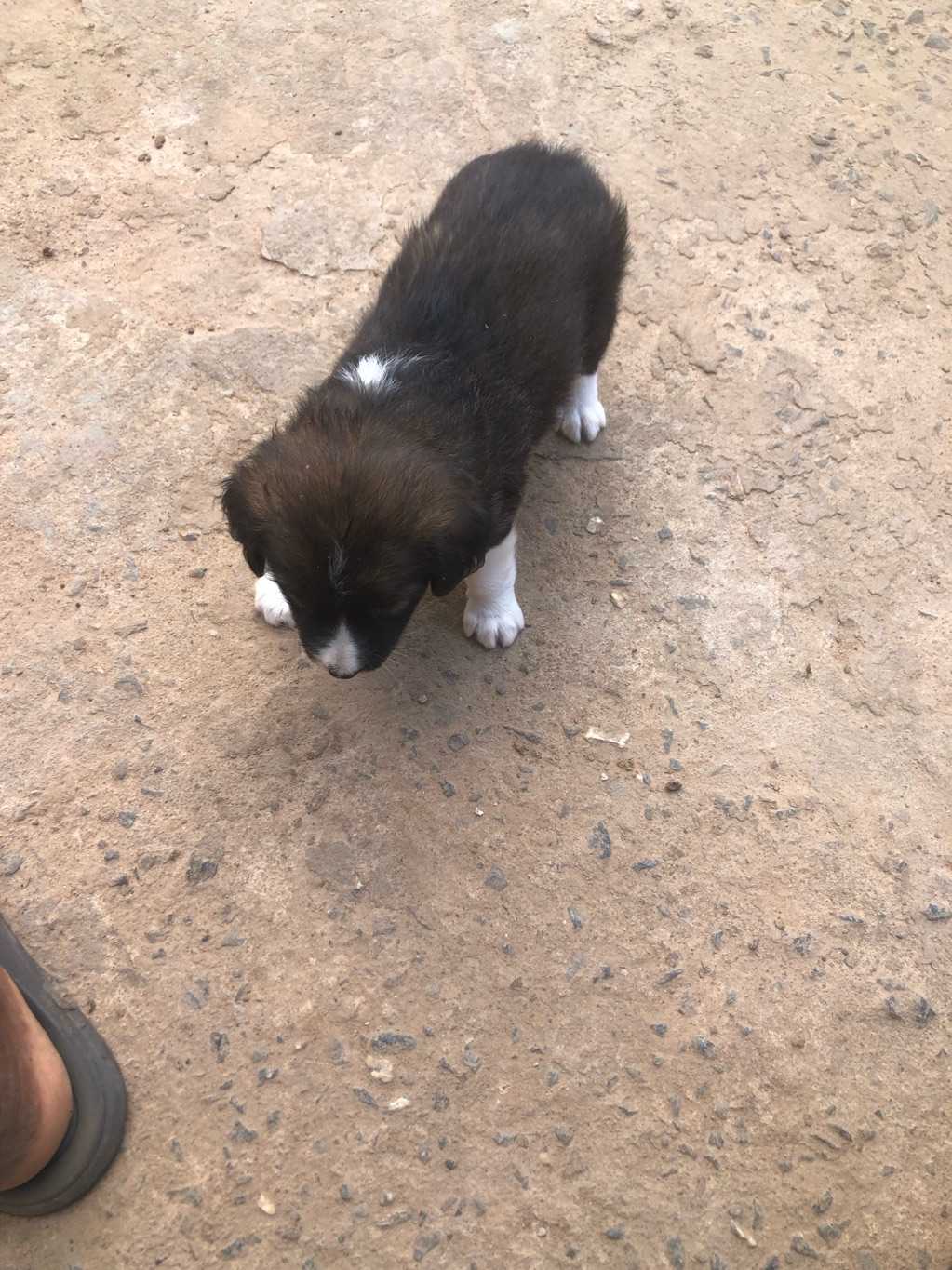 New 0-1 Month 3 Males and 1 Female mixed breed dog for sale in Spintex, Greater Accra, Ghana
