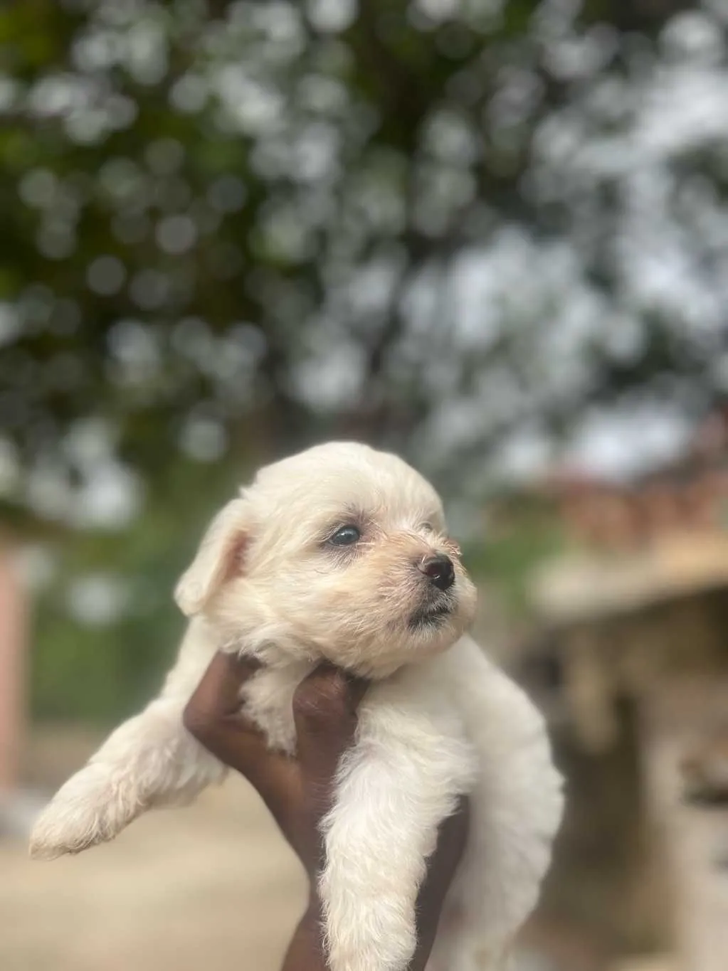 female Maltese poodle for sale in Kumasi Metropolitan, Ashanti Region, Ghana