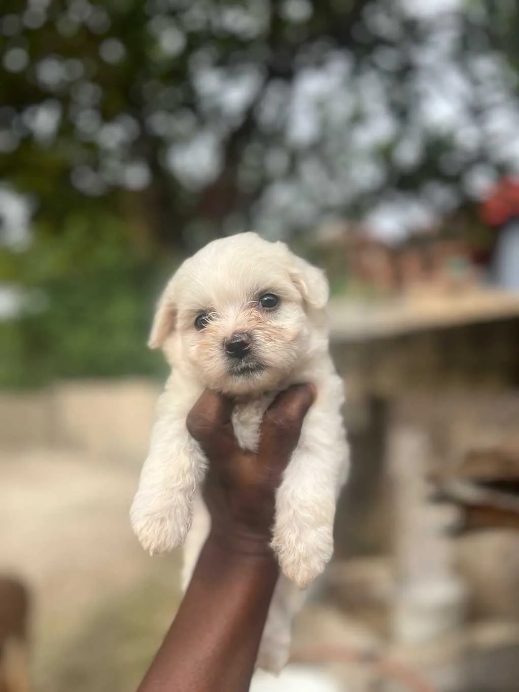female Maltese poodle for sale in Kumasi Metropolitan, Ashanti Region, Ghana