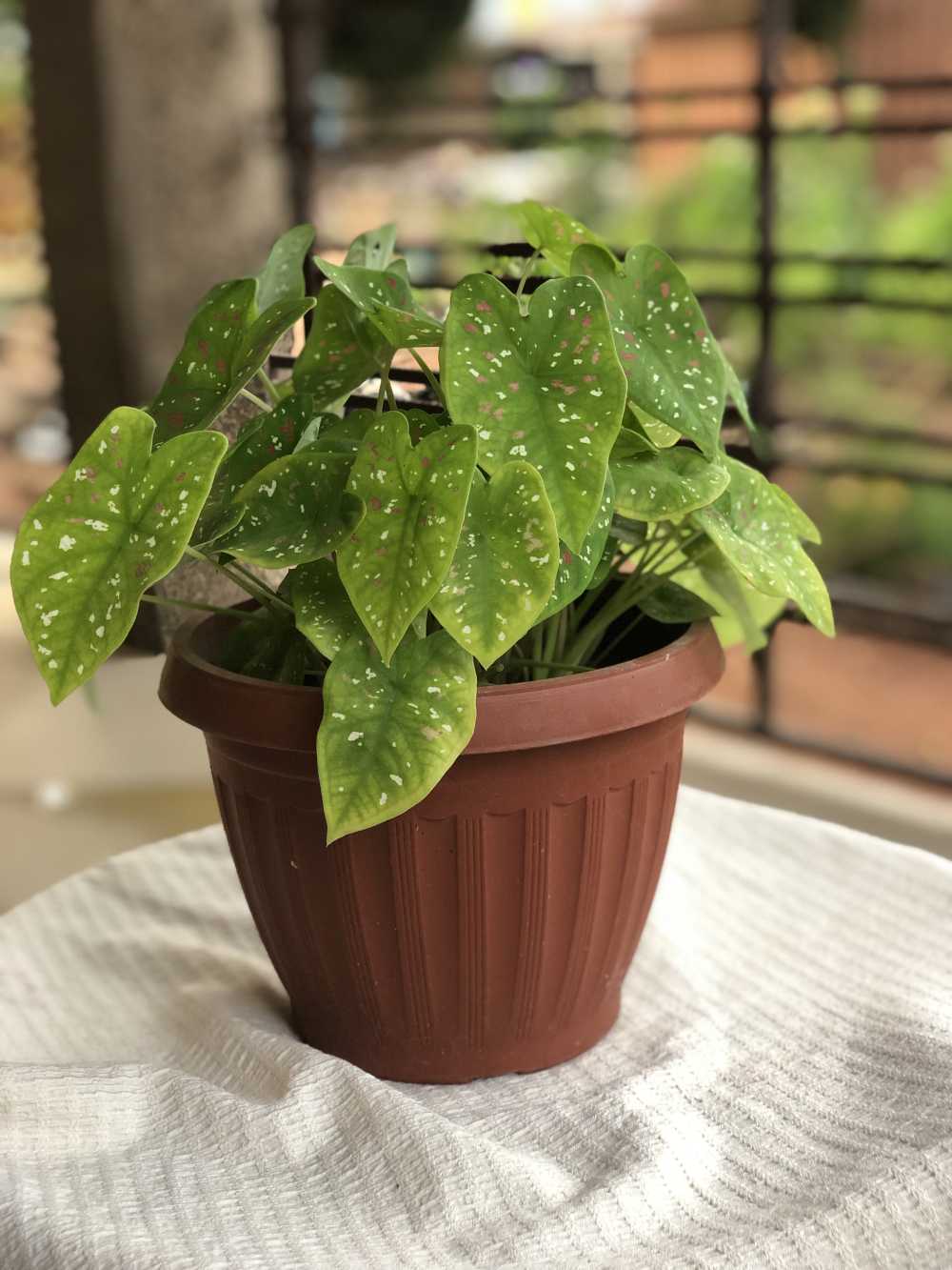 New Potted Caladium Plant for sale in Greater Accra, Ghana