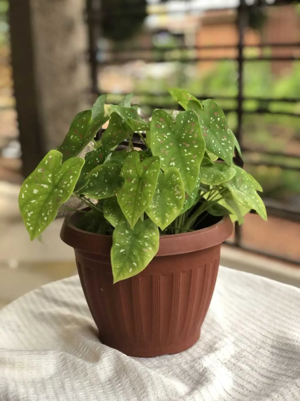 New Potted Caladium Plant for sale in Greater Accra, Ghana