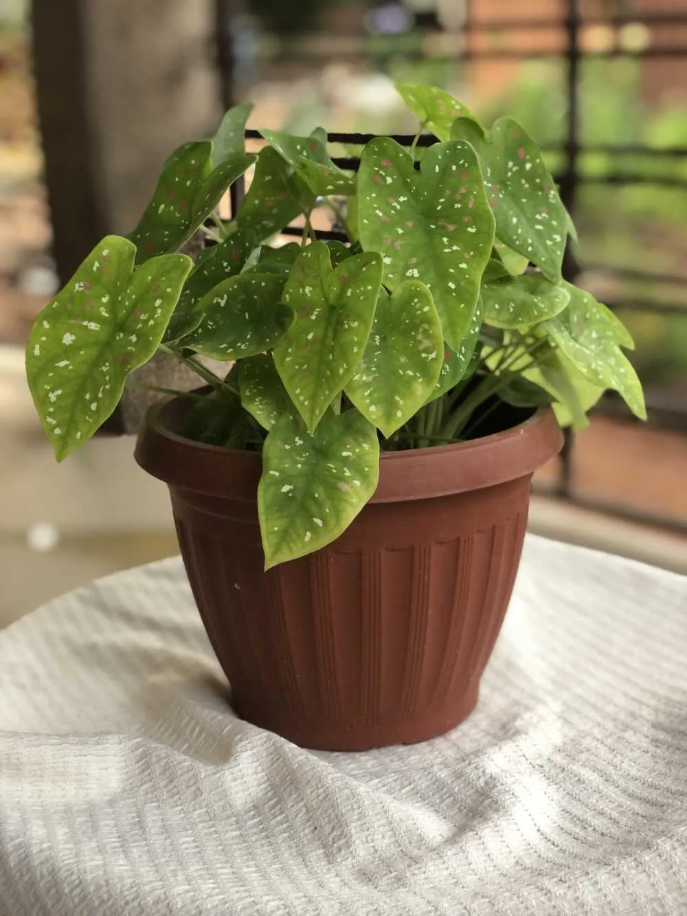 New Potted Caladium Plant for sale in Greater Accra, Ghana