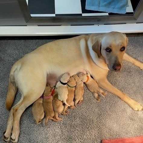 puppies Agriculture for sale in East Legon, Greater Accra, Ghana