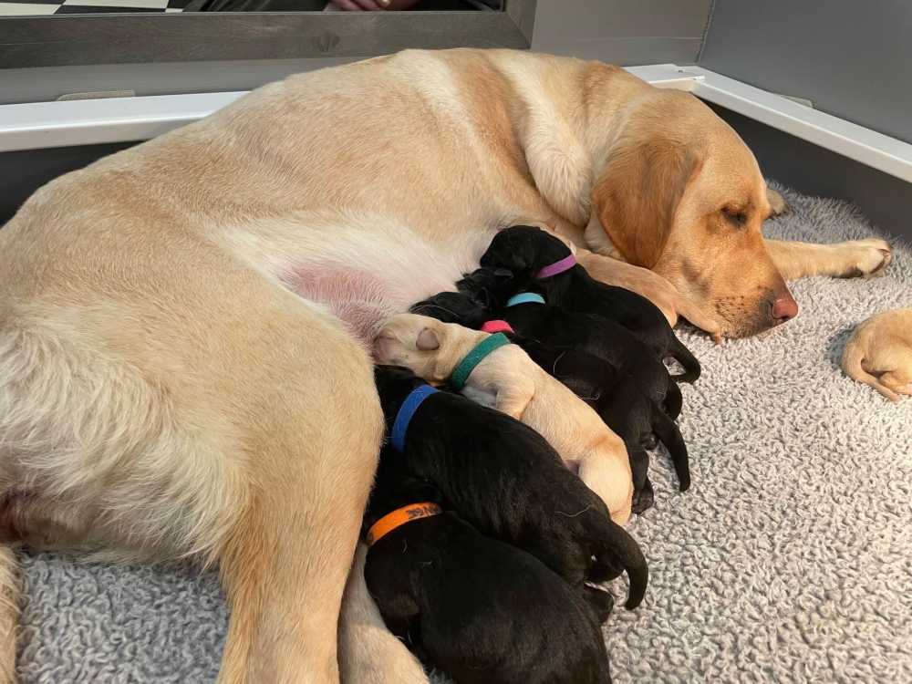 puppies Agriculture for sale in East Legon, Greater Accra, Ghana