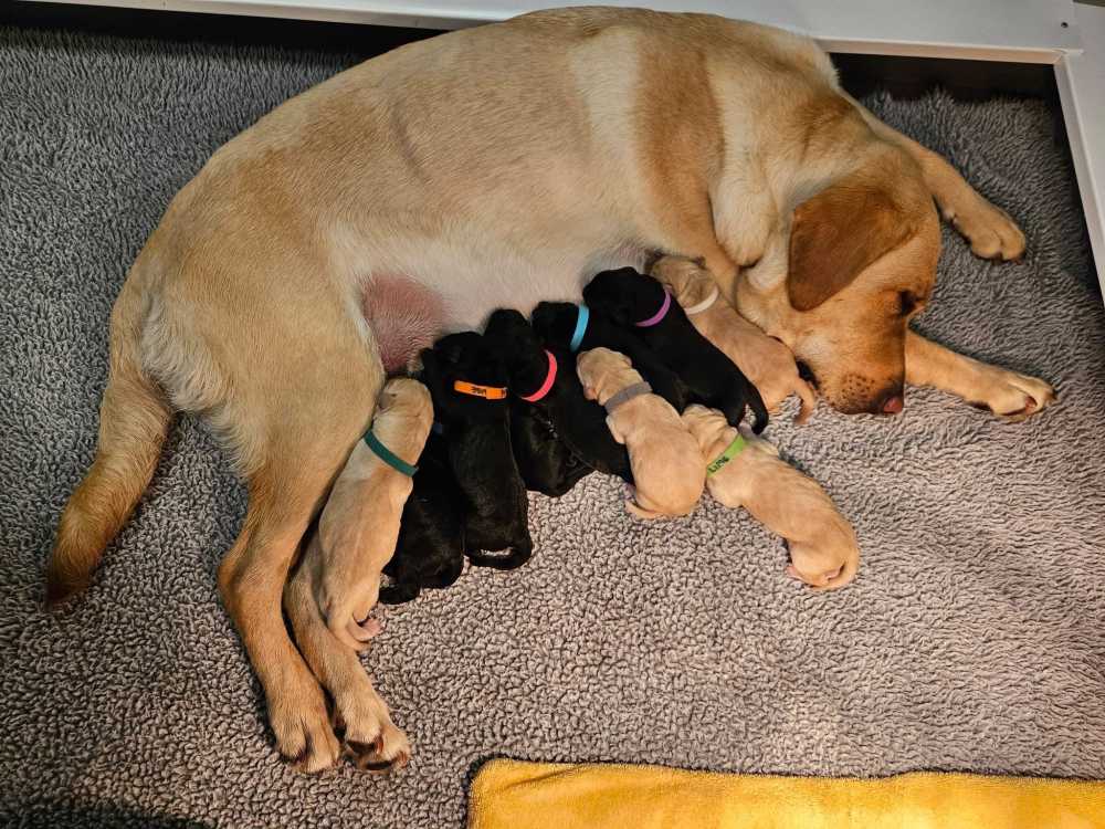puppies Agriculture for sale in East Legon, Greater Accra, Ghana