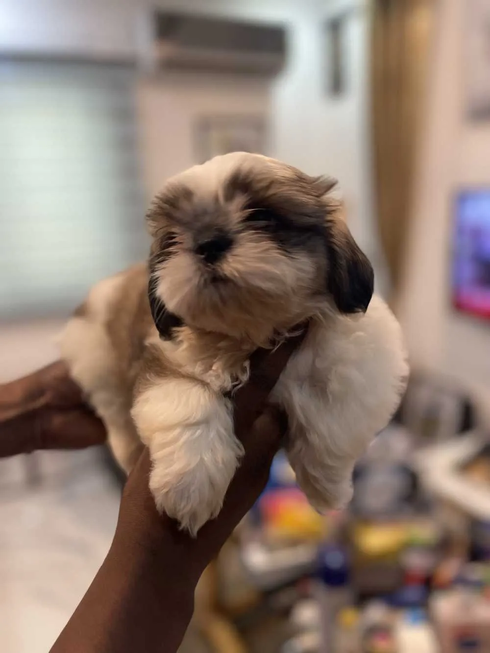 pedigree shih tzu puppies for sale for sale in Dworwulu, Greater Accra, Ghana