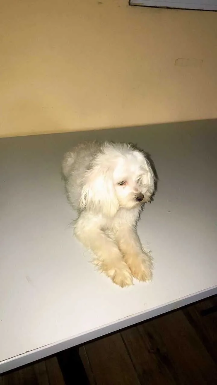 New poodle Agriculture for sale in Greater Accra, Ghana