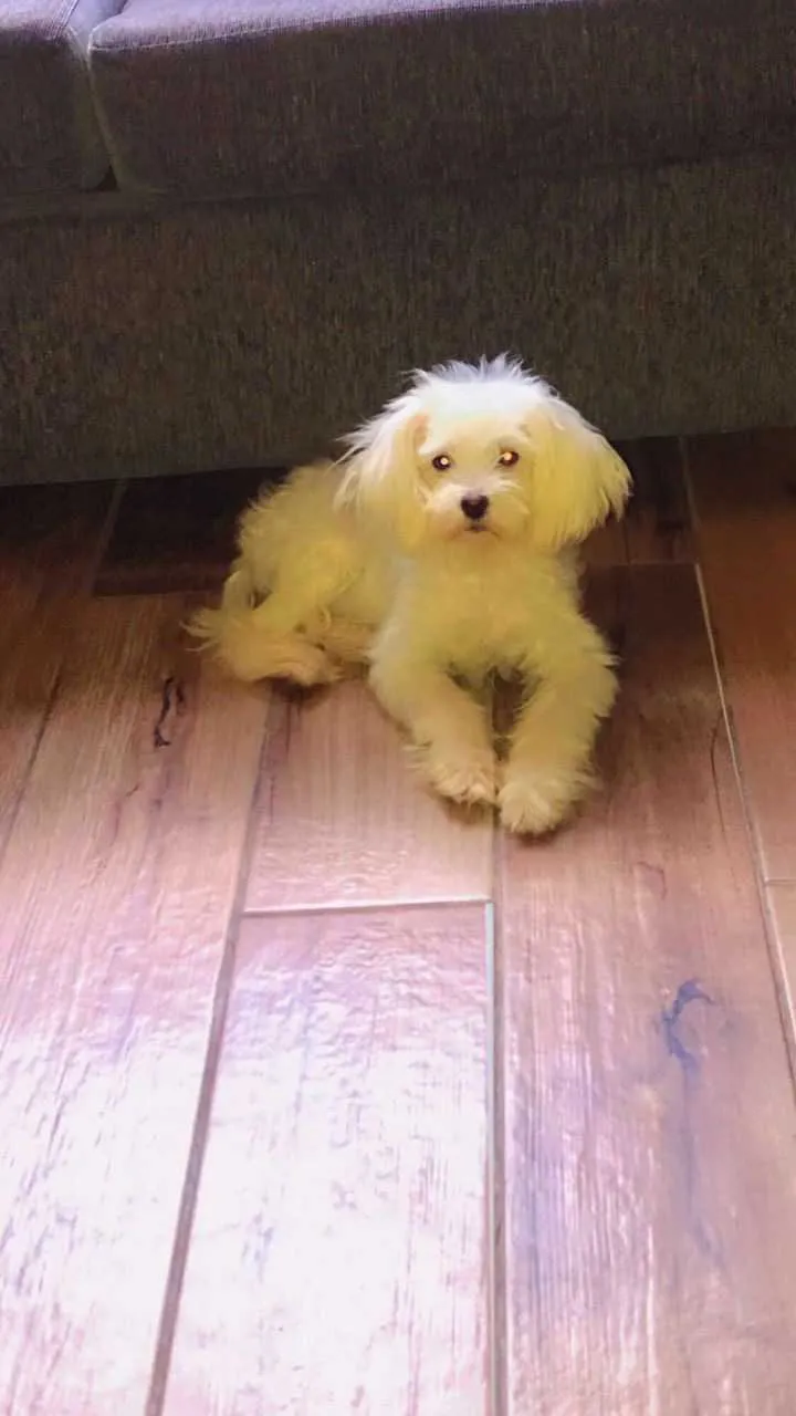 New poodle Agriculture for sale in Greater Accra, Ghana