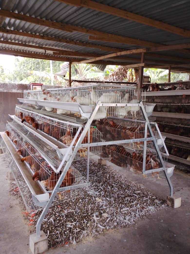 New battery cage Agriculture for sale in Achimota, Greater Accra, Ghana