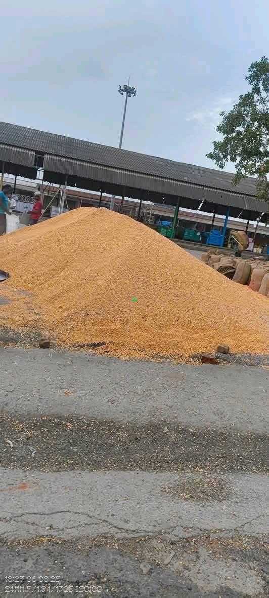 New Maiz,Beans,millet,Soya beans Agriculture for sale in Northern, Ghana