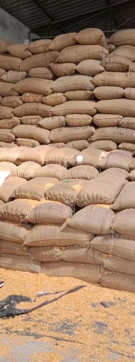 New Maiz,Beans,millet,Soya beans Agriculture for sale in Northern Region, Ghana