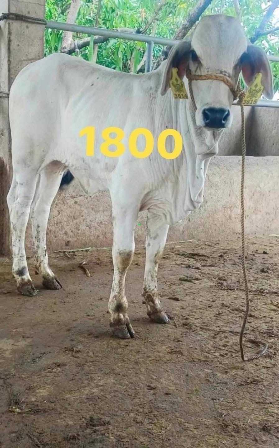 Cows,Sheep’s ,goats and turkeys for sale in Northern, Ghana