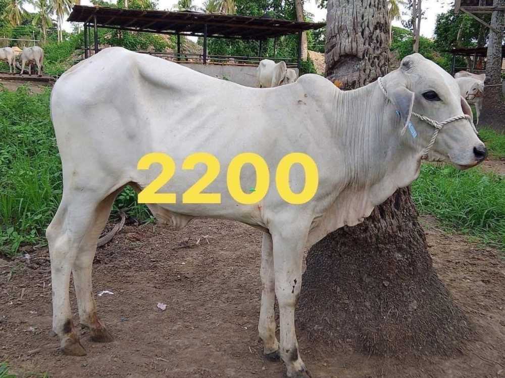 Cows,Sheep’s ,goats and turkeys for sale in Northern Region, Ghana