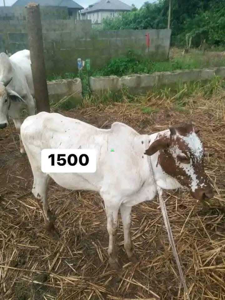 Cows,Sheep’s ,goats and turkeys for sale in Northern Region, Ghana