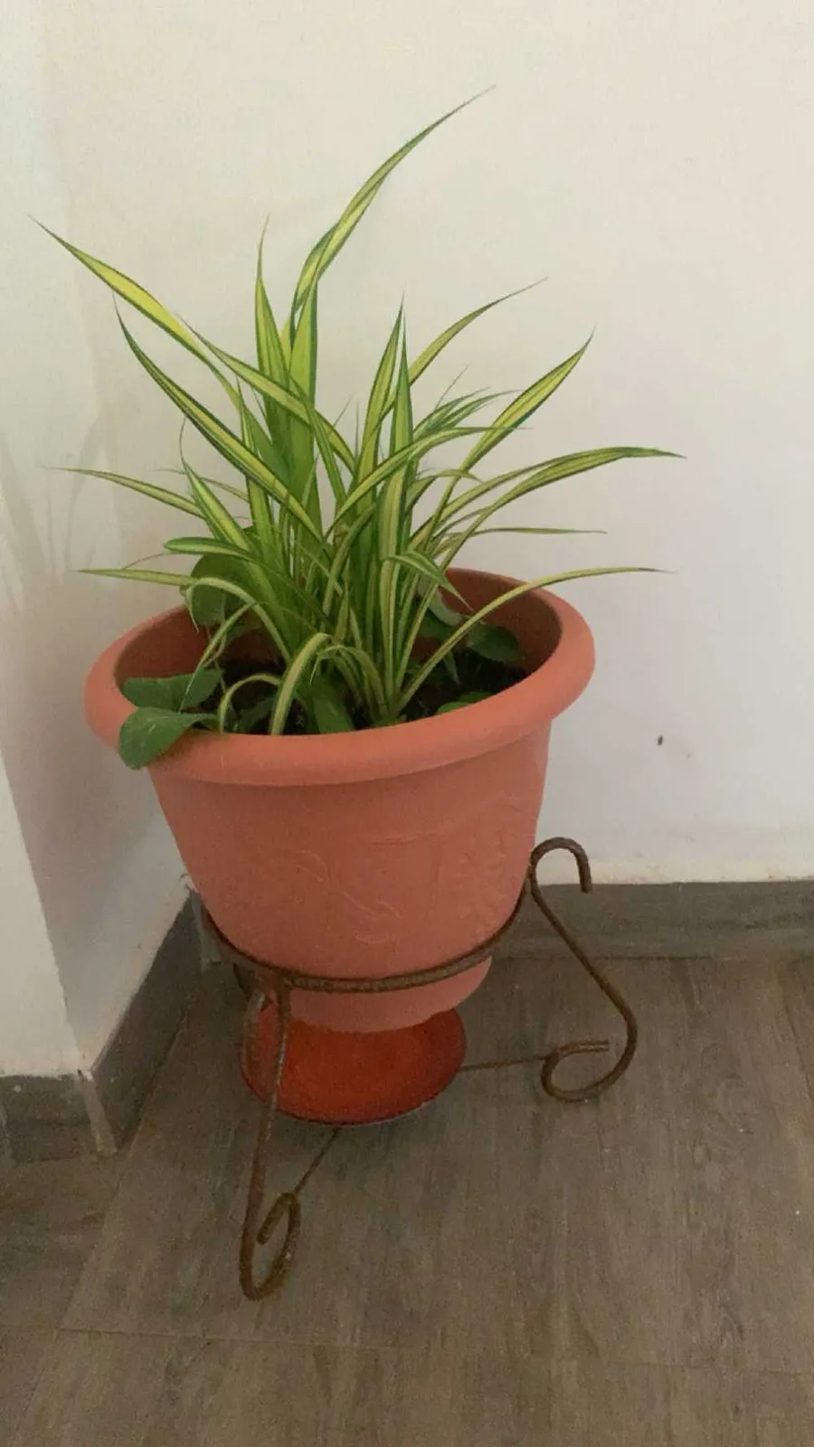 New Decorative pot plants for sale in Kumasi Metropolitan, Ashanti Region, Ghana