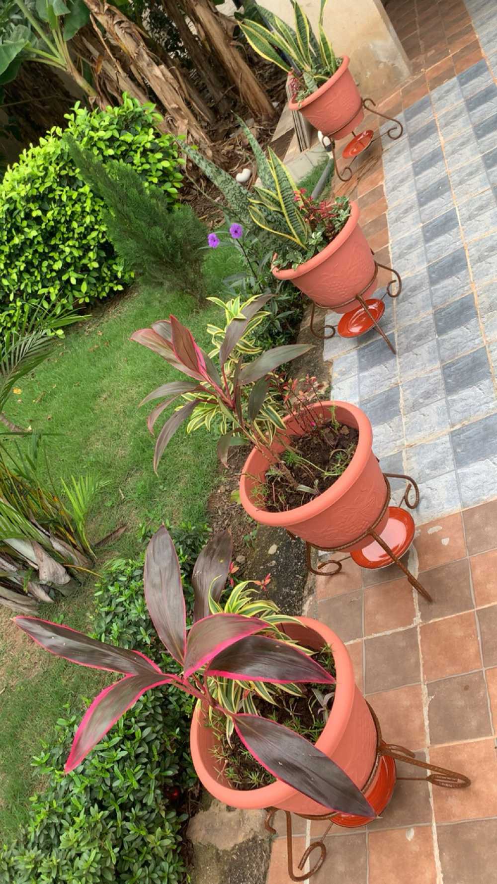 New Decorative pot plants for sale in Kumasi Metropolitan, Ashanti Region, Ghana