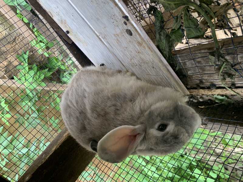 Rabbit Agriculture for sale in Achimota, Greater Accra, Ghana