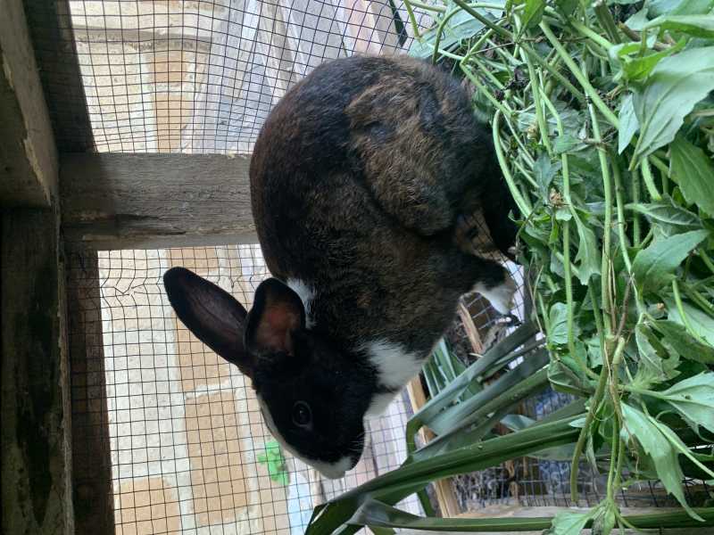 Rabbit Agriculture for sale in Achimota, Greater Accra, Ghana