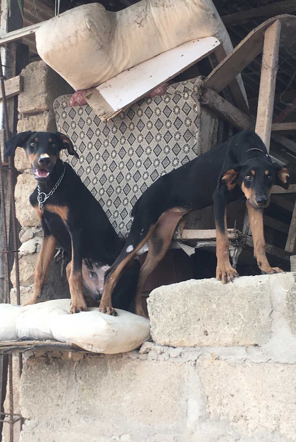New Doberman Pincher Agriculture for sale in Kwashieman, Greater Accra, Ghana