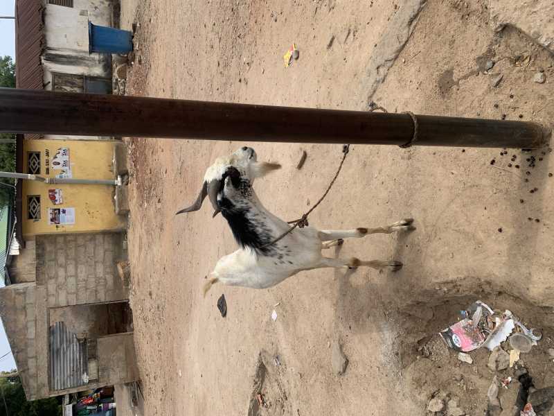 Male goat. Agriculture for sale in Nima, Greater Accra, Ghana