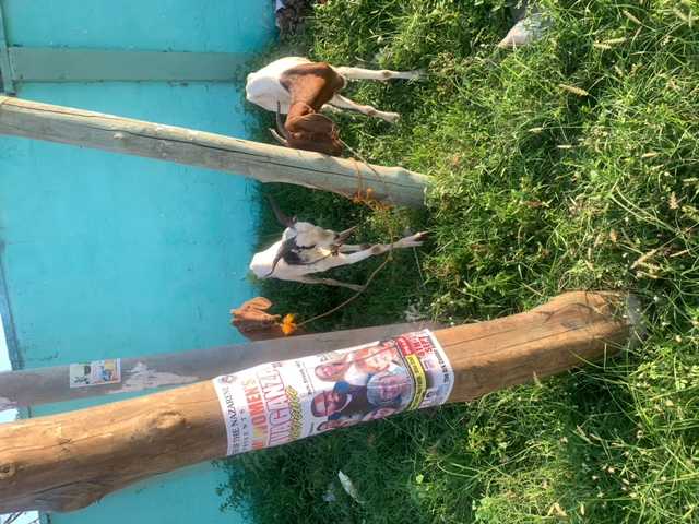 Female and male Goat for sale in Nima, Greater Accra, Ghana