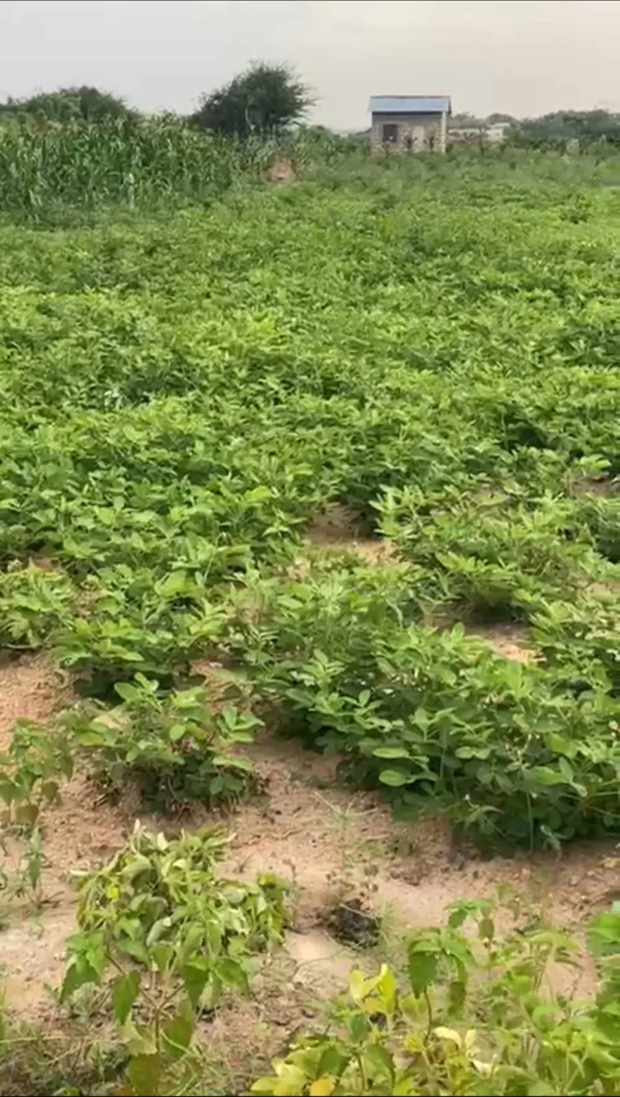 8 plots ( 2 acres of land ) for sale in Effutu Municipal, Central Region, Ghana