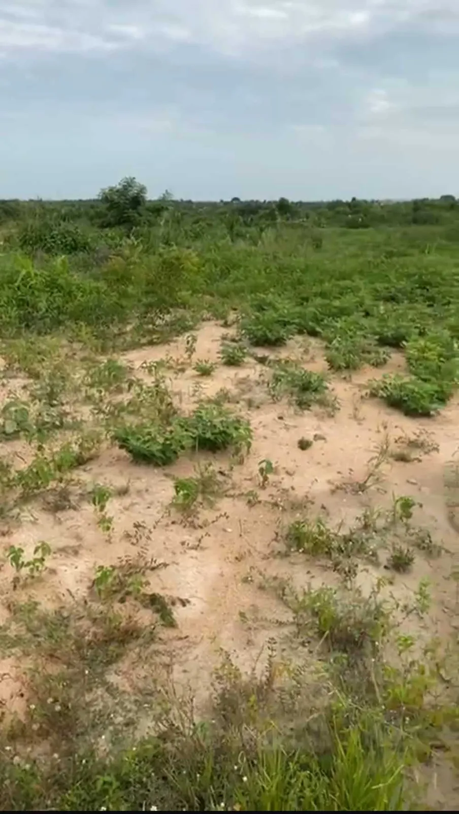 8 plots ( 2 acres of land ) for sale in Effutu Municipal, Central Region, Ghana