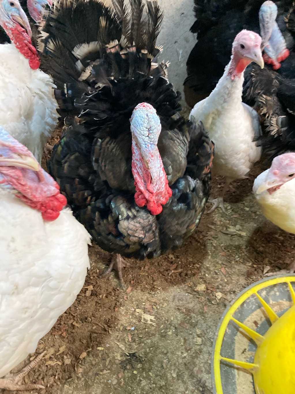 30 weeks Old Male Turkeys for sale in Atwima Nwabiagya, Ashanti, Ghana