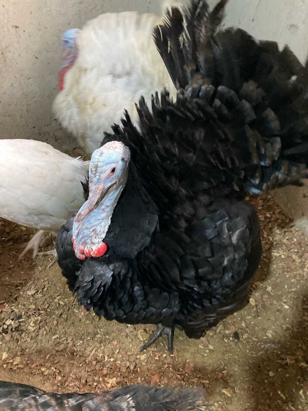 30 weeks Old Male Turkeys for sale in Atwima Nwabiagya, Ashanti Region, Ghana