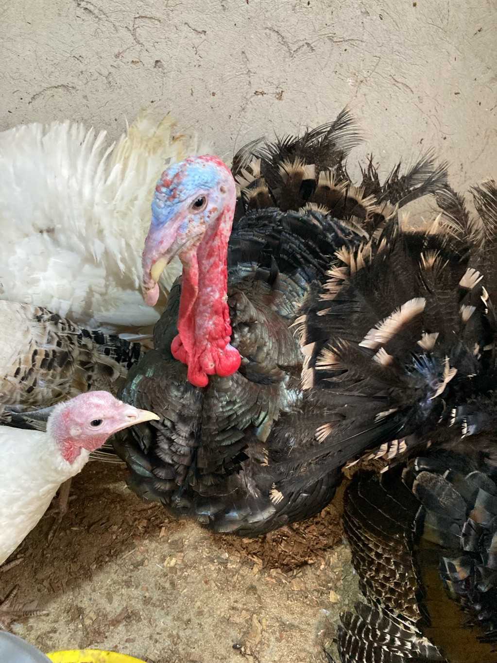 30 weeks Old Male Turkeys for sale in Atwima Nwabiagya, Ashanti Region, Ghana
