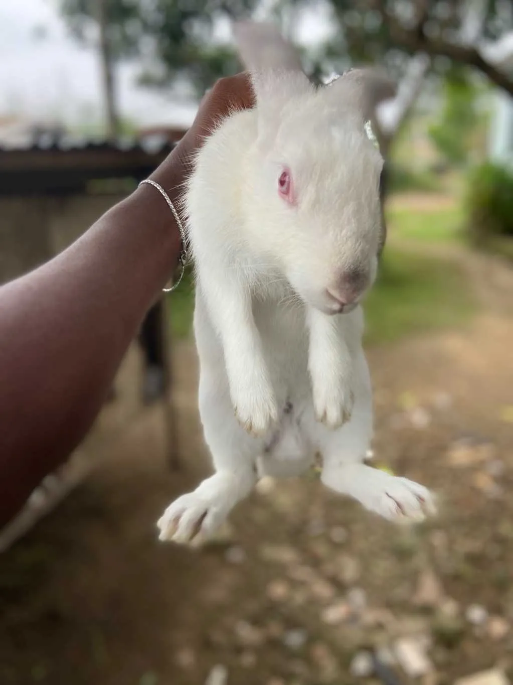 New Bhennys Rabbitry Agriculture for sale in Awutu Senya East Municipal, Central Region, Ghana