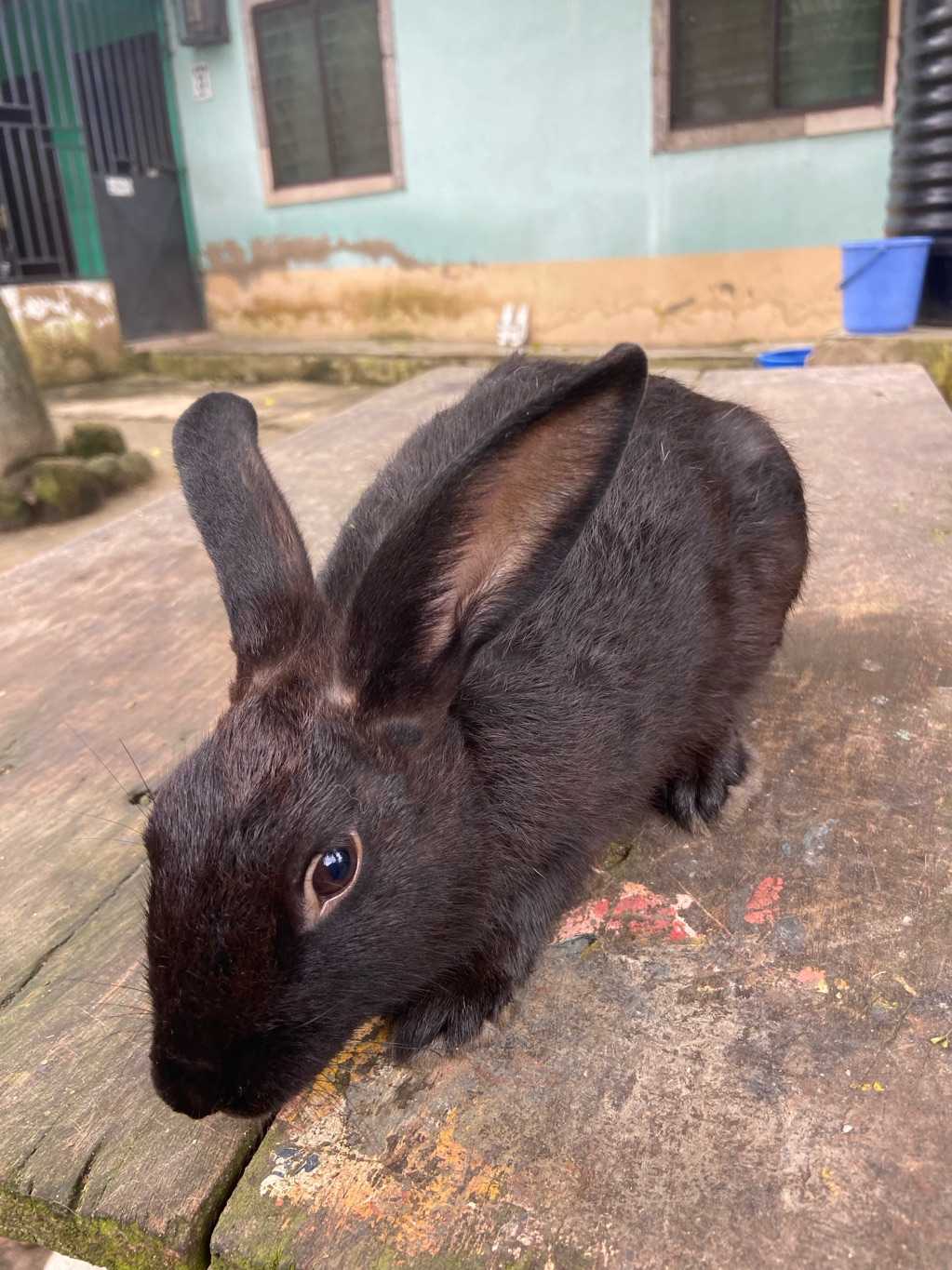 New Bhennys Rabbitry Agriculture for sale in Awutu Senya East Municipal, Central, Ghana