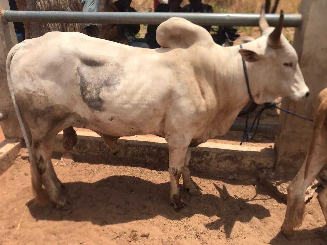 Used cattle Animal for sale in Accra Metropolitan, Greater Accra, Ghana