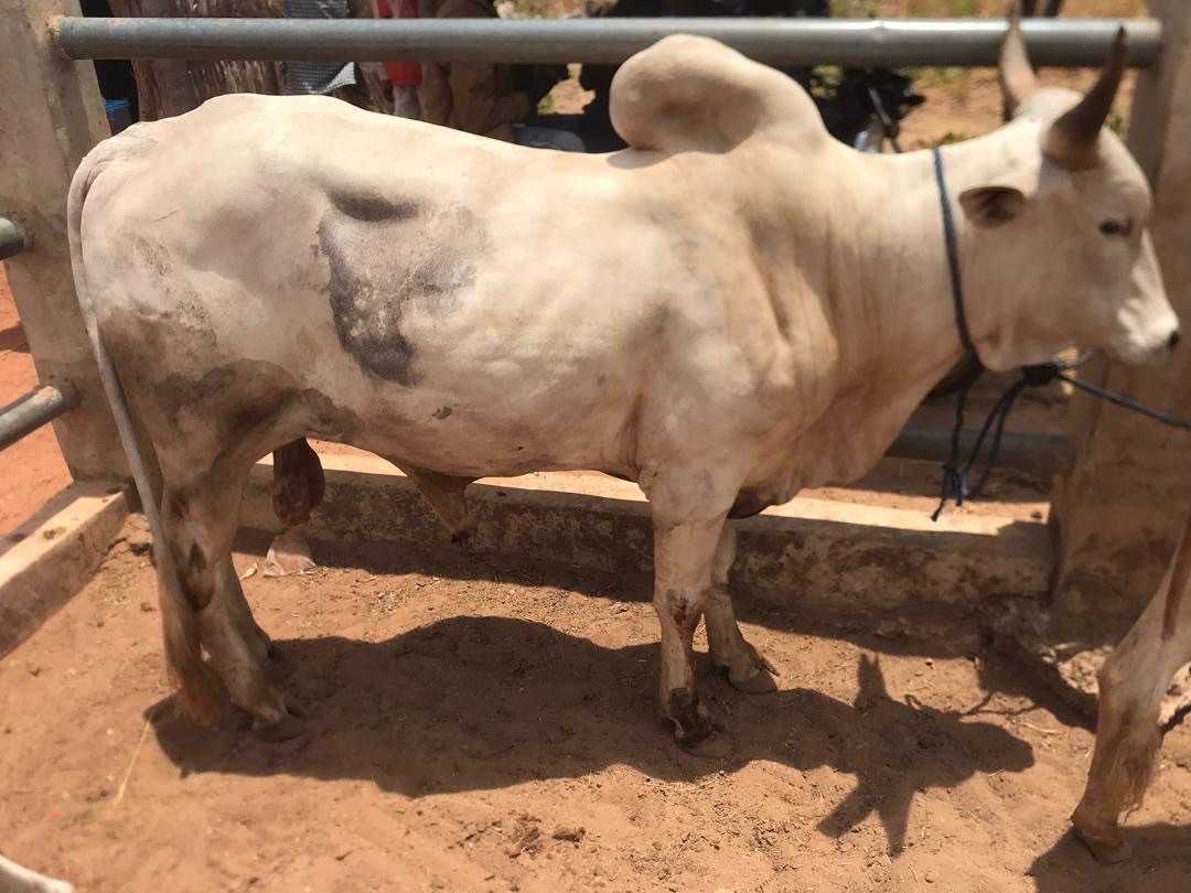Used cattle Animal for sale in Accra Metropolitan, Greater Accra, Ghana