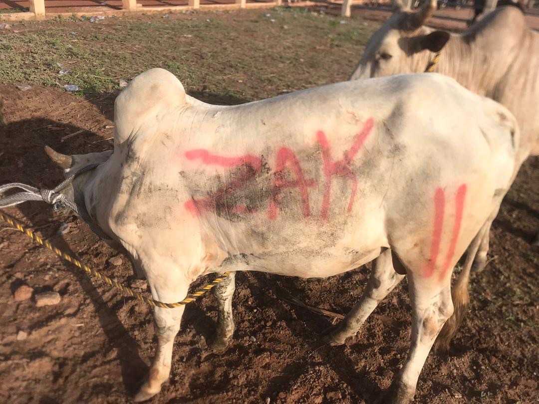 Used cattle Animal for sale in Accra Metropolitan, Greater Accra, Ghana