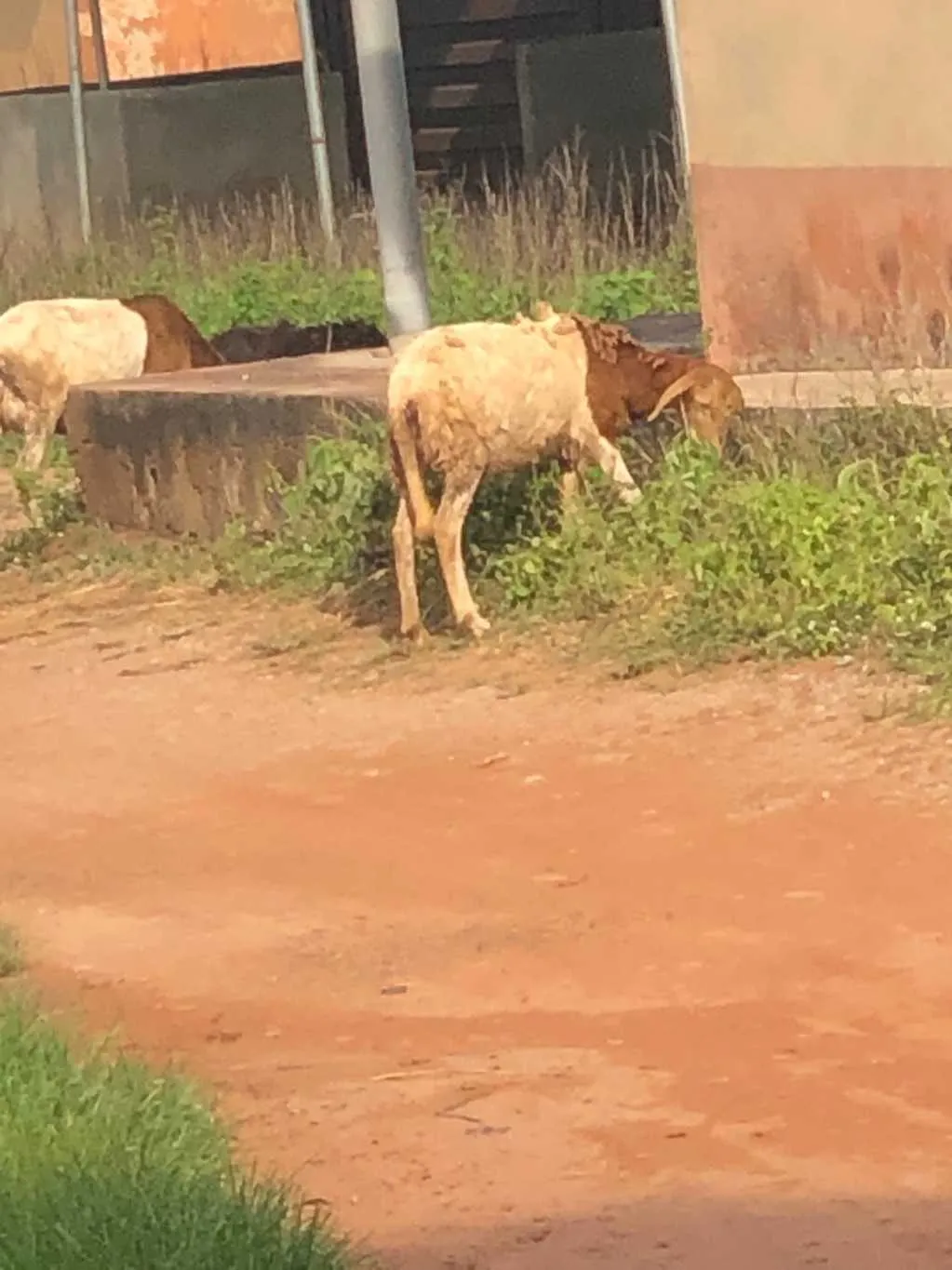 Used Sheep Animal for sale in Accra Metropolitan, Greater Accra, Ghana