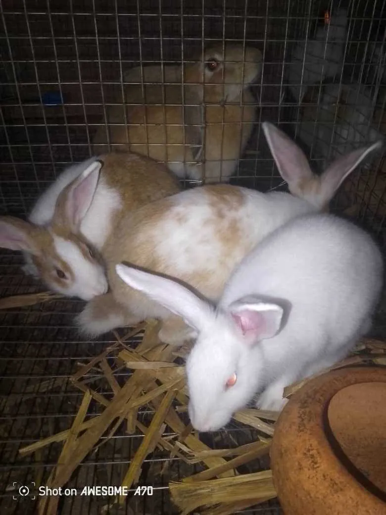 New Matured rabbits Animal for sale in Ashaley Botwe, Greater Accra, Ghana