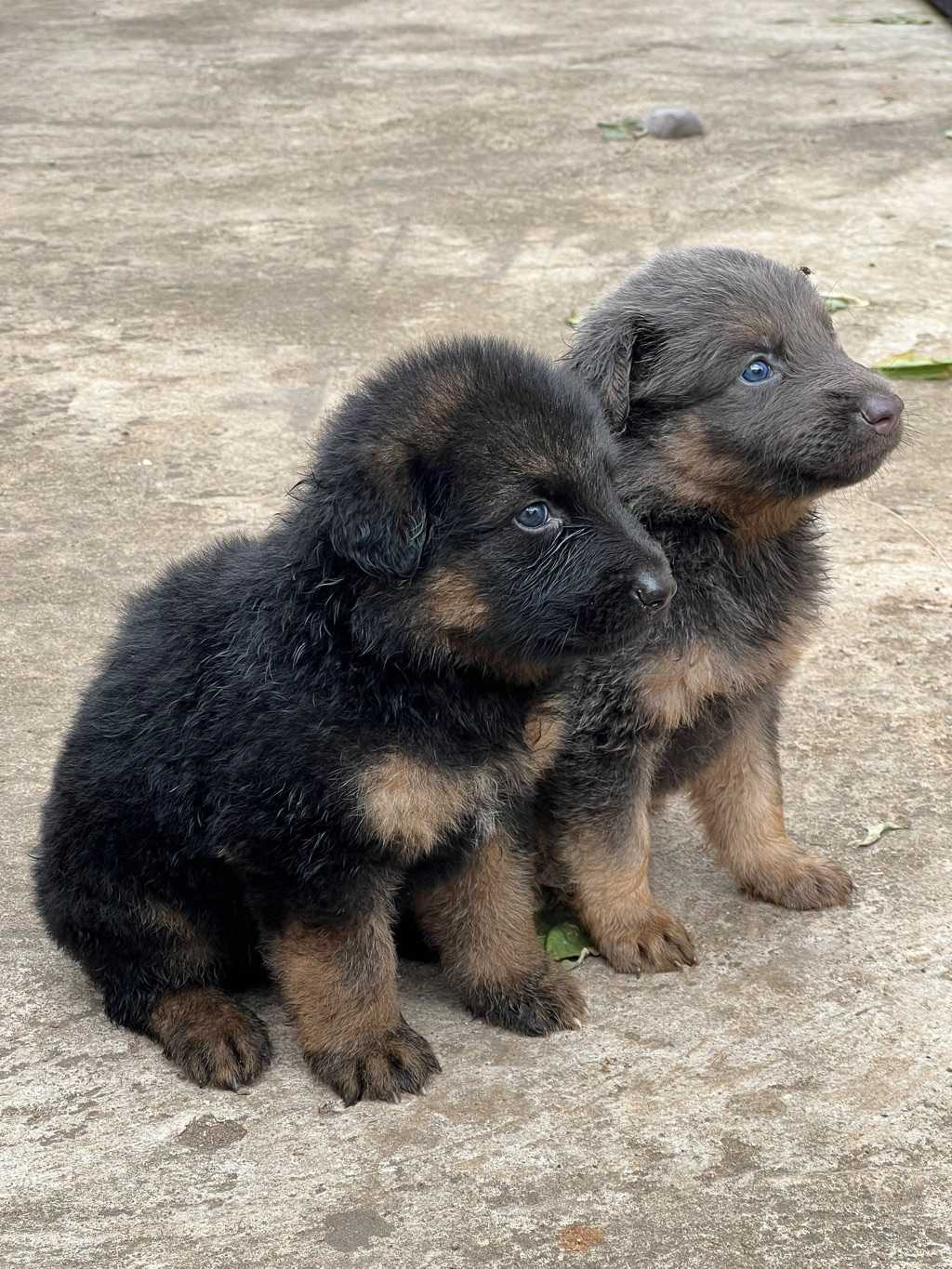 German Shepherd Puppy 3 Weeks Old for sale in Greater Accra, Ghana