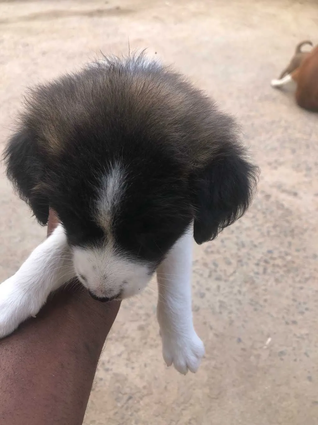 New 0-1 Month 3 Males and 1 Female mixed breed dog for sale in Spintex, Greater Accra, Ghana